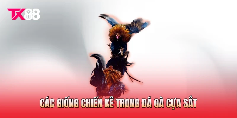 Các giống chiến kê trong đá gà cựa sắt