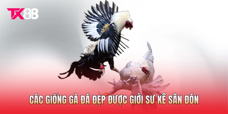 Các giống gà đá đẹp được giới sư kê săn đón