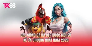 Các Giống Gà Đá Đẹp Được Giới Sư Kê Ưa Chuộng Nhất Năm 2026