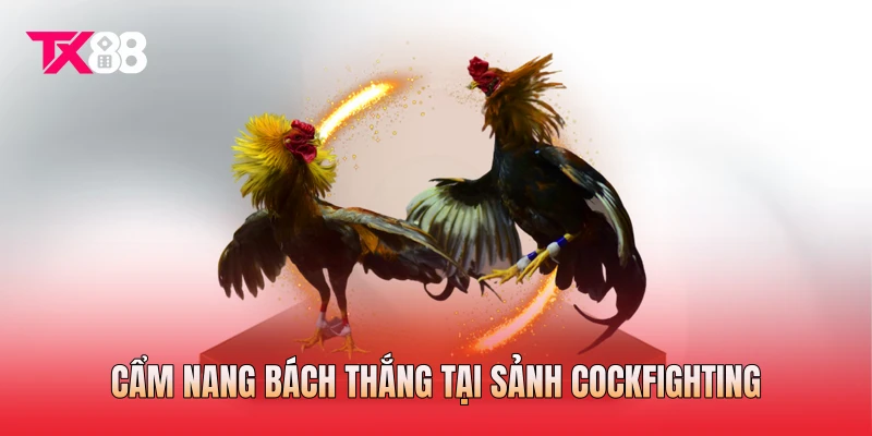 Cẩm nang bách thắng tại sảnh Cockfighting