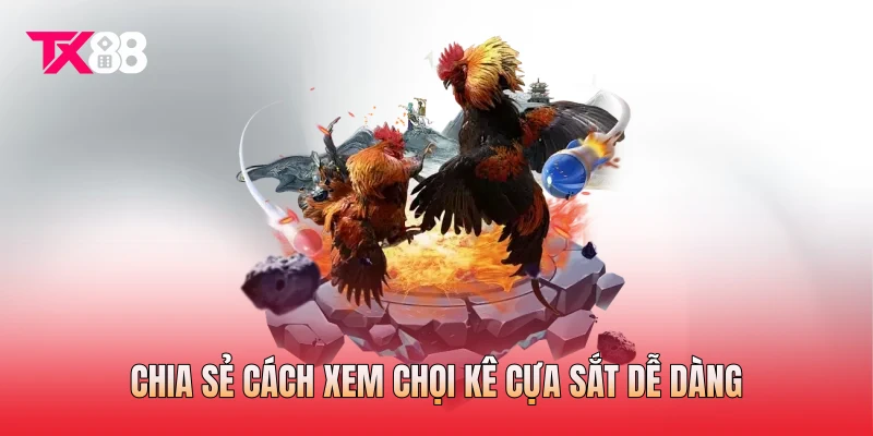 Chia sẻ cách xem chọi kê cựa sắt dễ dàng