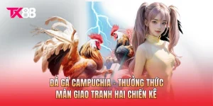 Đá Gà Campuchia - Thưởng Thức Màn Giao Tranh Hai Chiến Kê