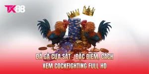 Đá Gà Cựa Sắt - Đặc Điểm, Cách Xem Cockfighting Full HD