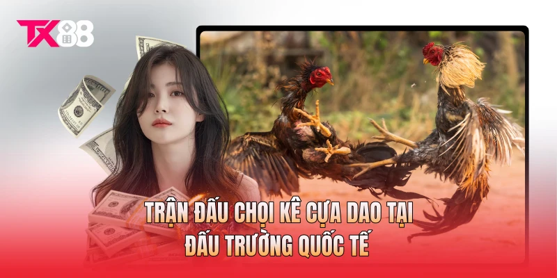 Trận đấu chọi kê cựa dao tại đấu trường quốc tế